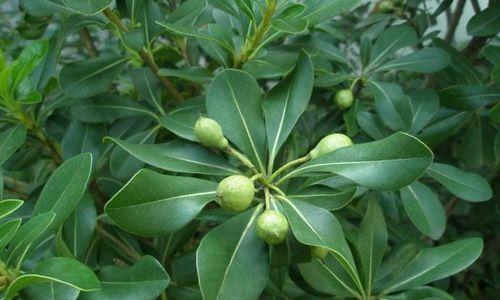 海棠，是木本植物吗（探寻海棠的生命之路）