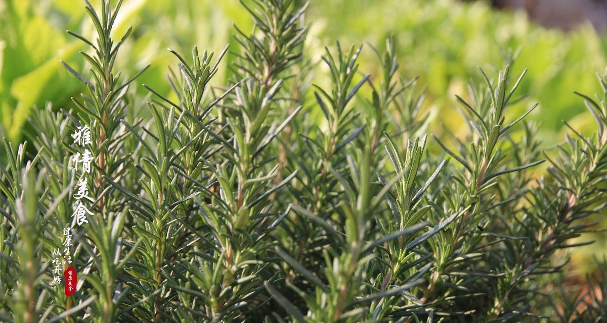 探秘海洋之露——一种独特的植物类别（从生长环境到药用价值）