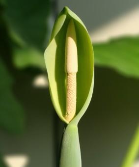 海芋开花季节及特点（探究海芋开花的时节和花朵特色）