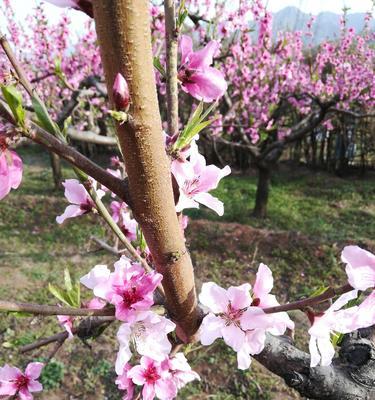 桃花的寓意与象征在古代的意义（桃花之美传承千年的文化符号）