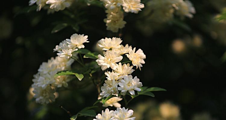 荼蘼花的寓意与象征（一朵花中的深意与美丽）