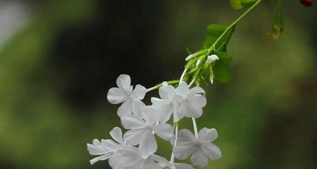 荼蘼花的花语与意义（深情厚意）