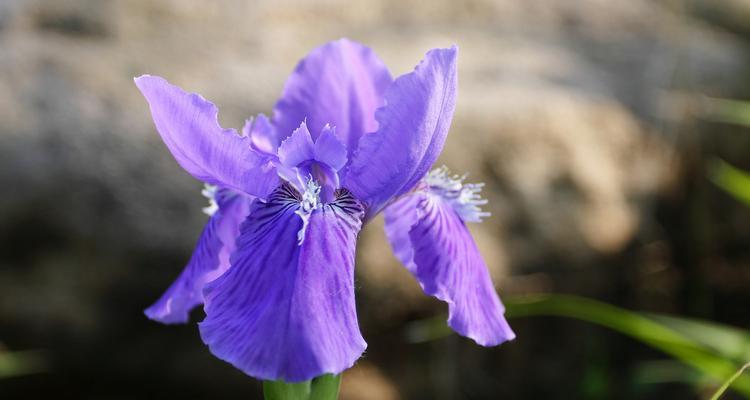 尾花鸢尾花的花语与意义（探寻尾花鸢尾花的神秘符号与象征）