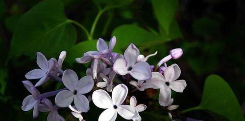 五瓣丁香花的美丽与含义（探索五瓣丁香花的花语和象征意义）