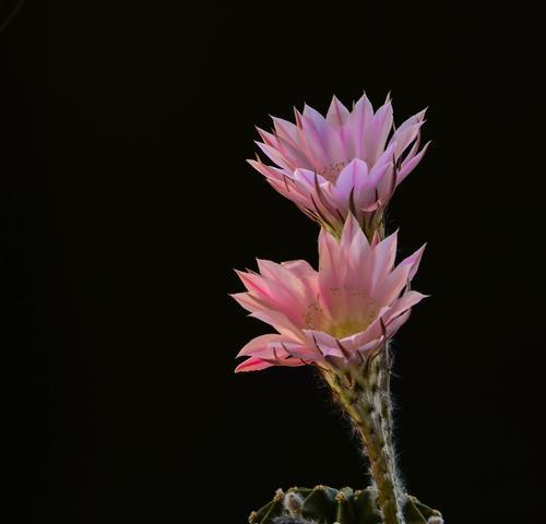 仙人球的花语之美（探寻仙人球花语的深层意义）