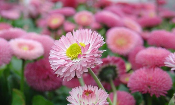 小雏菊图片与花语大全（美丽的小雏菊）