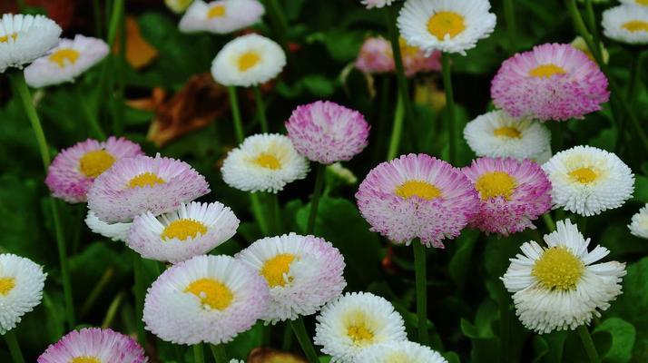 小雏菊花语之色彩多样，情感万千（从不同颜色的小雏菊中读懂花语的深意）