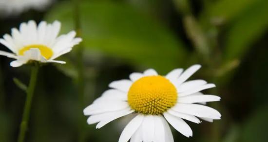 小邹菊的花语——寓意深远的花朵（揭示幸福与坚韧的关键）