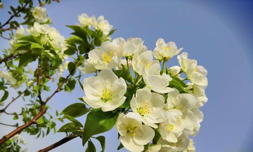 杏花古代别称的花语与寓意（探索杏花古代别称的浪漫寓意）