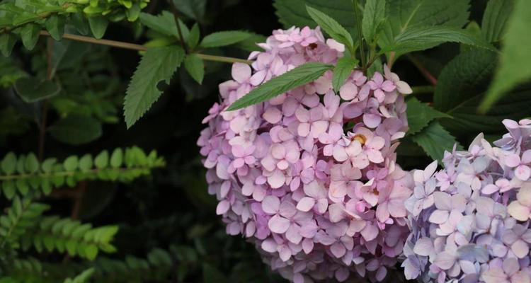 绣球花的花语与象征（探寻绣球花的深意）