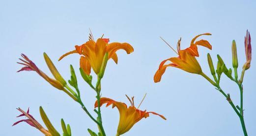 以萱草花为象征的寓意剖析（传递着希望与坚韧的花语）