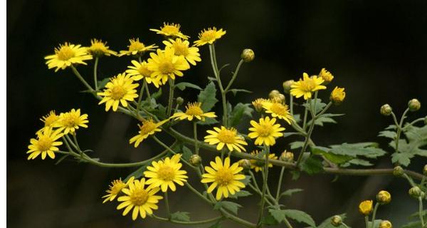 野菊花花语与其象征意义（揭秘野菊花的花语及其美丽寓意）