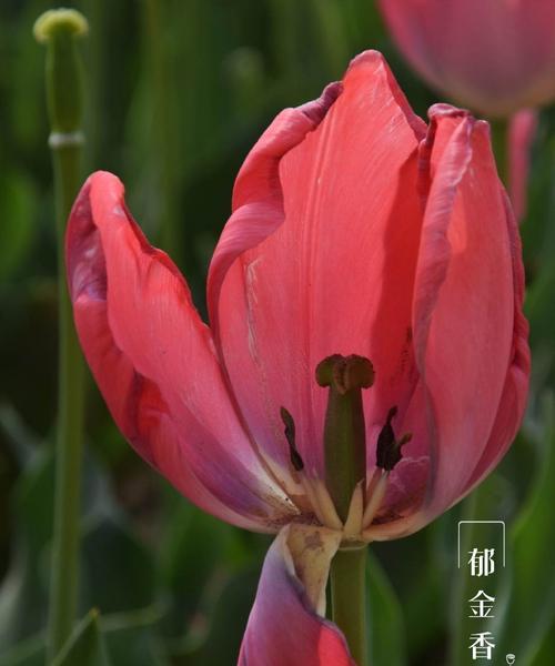 郁金香花语贞操（以野生郁金香为象征的贞操美德）