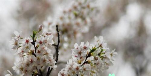 樱花的花语与深远含义（探寻樱花的神秘意义）