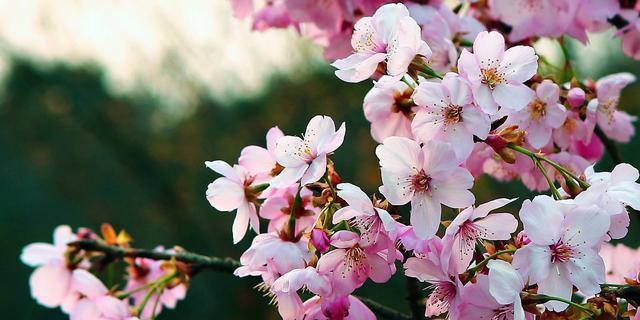 樱花盛开，寓意无限（花开如梦）