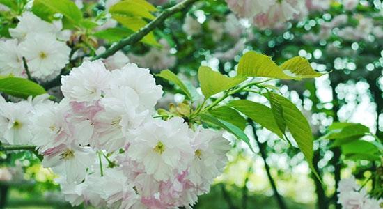 樱花花语传递的美丽与希望（绽放在春天的花海中）