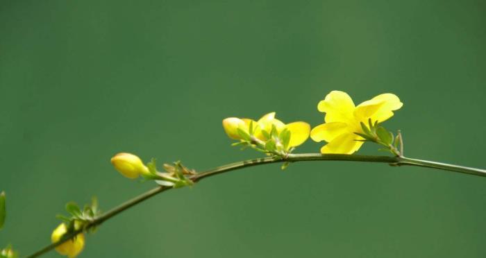 迎春花的寓意与象征（以迎春花为主题的文化寓意与意象）