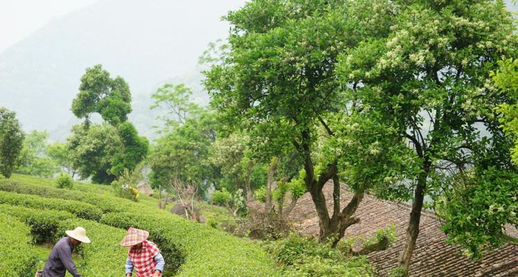 探秘象窝茶，一种珍贵的中国茶文化（源于云南且历史悠久）