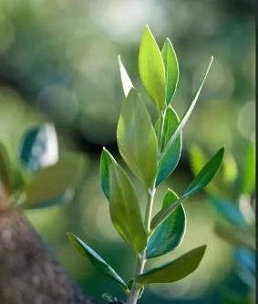 象征男人的植物（15种传统文化中赋予男性象征意义的植物）