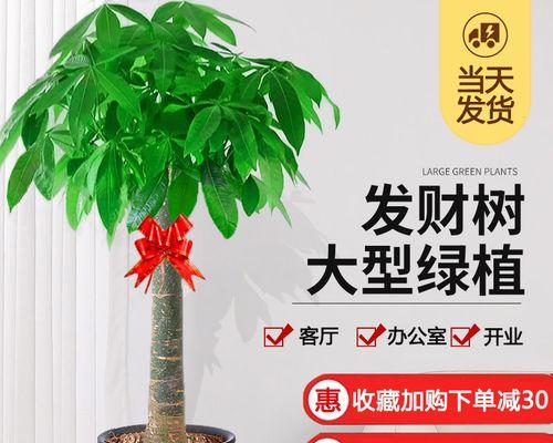 行运当头，事业步步高升的象征植物（探寻助力事业发展的神奇植物和文化符号）