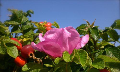 自由之花——象征自由的植物（探寻自由之美）