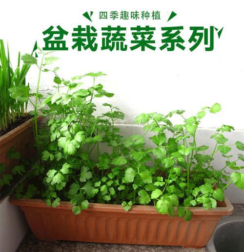 如何种植小白菜（从选择种子到成长全过程一网打尽）