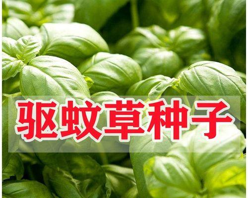 小草的分类及特征：了解草本植物