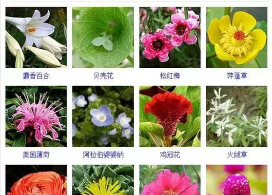 小丽花喜阴还是喜阳？——揭秘小丽花的生长习性