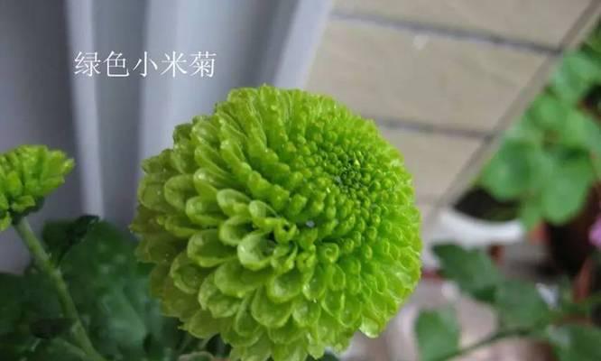 小米菊开花季节及习性剖析