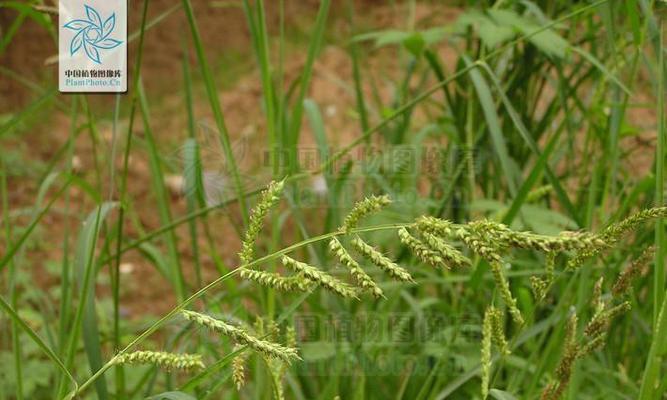 小米的植物学特征（探究小米的叶子类型与性状）