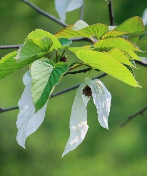 小蜜蜂花的种类及生长习性（探索小蜜蜂花的形态与生态）