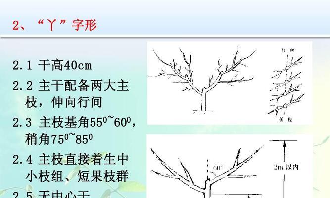 如何正确修剪小石榴树（剪枝时间）