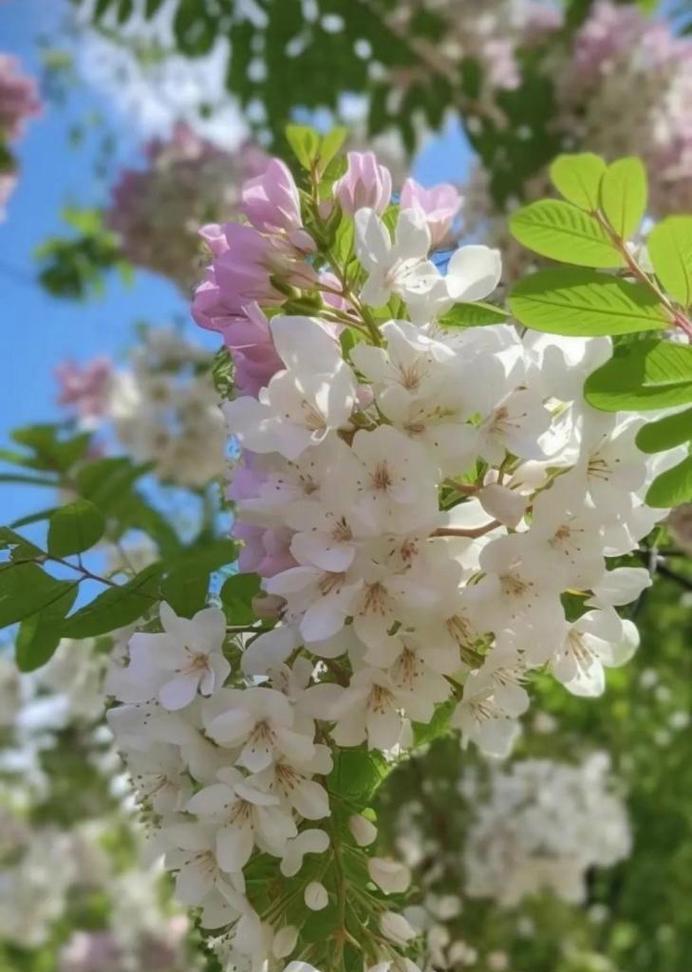 槐花花语（以槐花为媒介）