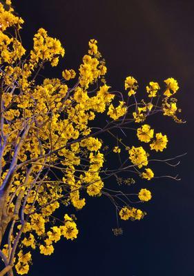 黄风铃花——花开如黄，韵动如风（秋日铃鸣）