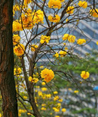 黄花风铃木的花语（以花开为愿）