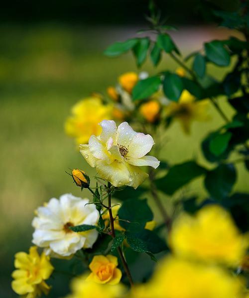 黄月季花语——黄金般的温暖（绽放于心间的希望之花）