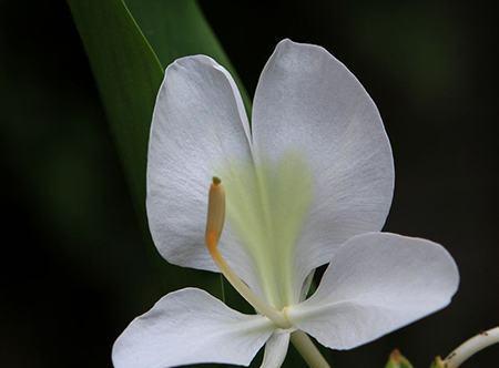 姜花的花语与寓意（姜花的美丽与坚韧）