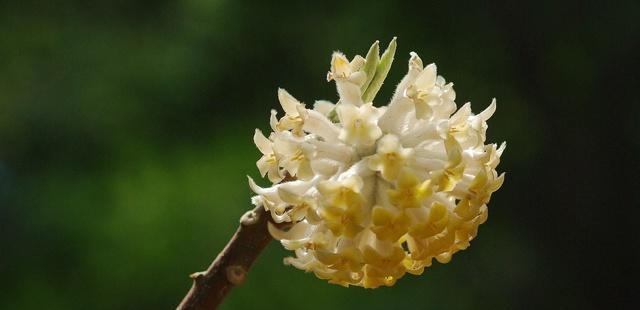 以结香花语的意义与传承（揭示以结香花语的神秘内涵）