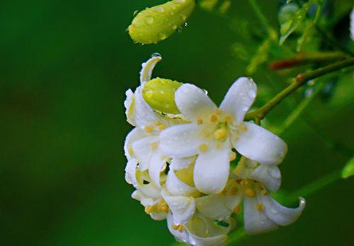 九里香花语与寓意（探究九里香花语的由来）