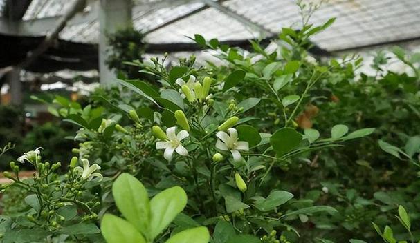 九里香花语的含义及传承（解读九里香花语的深层意义与文化背景）