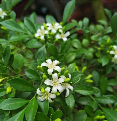 九里香，芬芳的寓意（追寻香气）