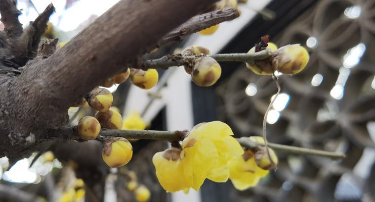 腊梅花的花语与象征（适合送给哪些人）