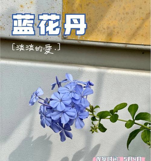 蓝花丹的花语与寓意（探寻蓝花丹背后的深意）