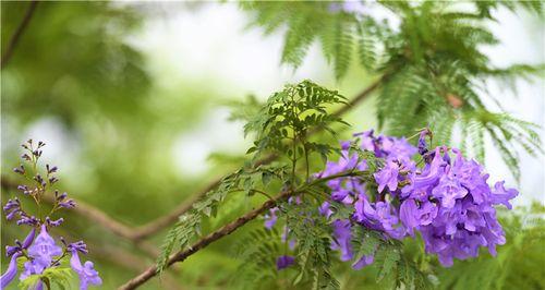 蓝花楹的花语及象征意义（探寻蓝花楹花语的深层含义）