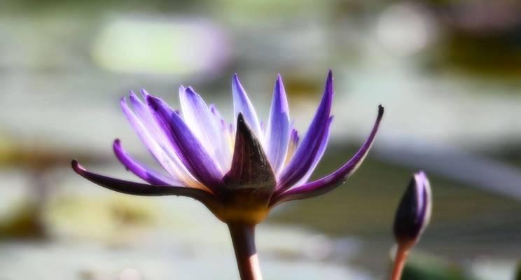 探寻蓝莲花的花语之美（解读蓝莲花花语的含义及其象征的生活哲理）