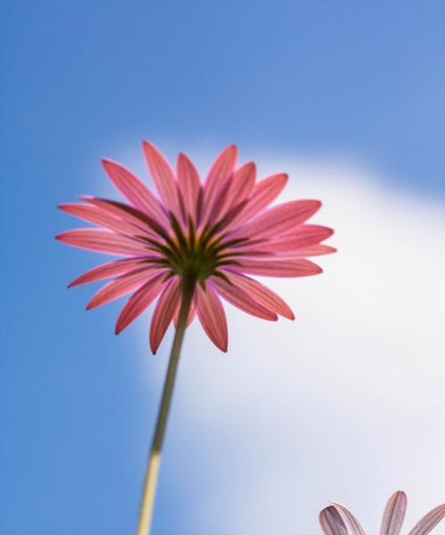 蓝色雏菊的花语与寓意（探究蓝色雏菊的象征意义）