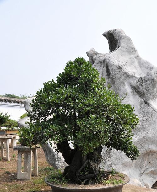 探秘鬼拍手，神秘的树木之谜（鬼拍手是什么树）