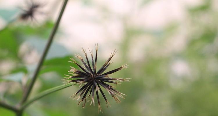 探秘鬼针草生长的“故土”（探究鬼针草生长的地理环境及特点）