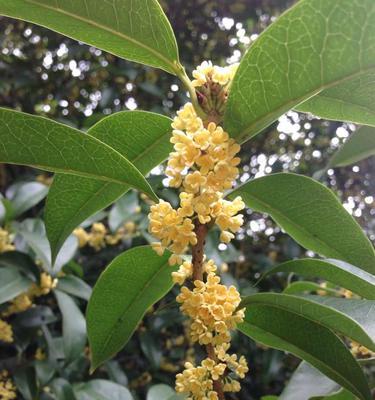 桂花开花时间及花期（一年一度的桂花盛宴）