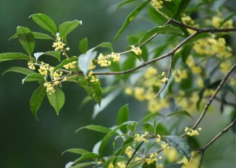 怎样给桂花遮阳（阳光虽好）